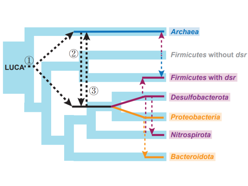 上海交大王寅炤課題組揭示微生物異化亞硫酸鹽還原的起源和演化